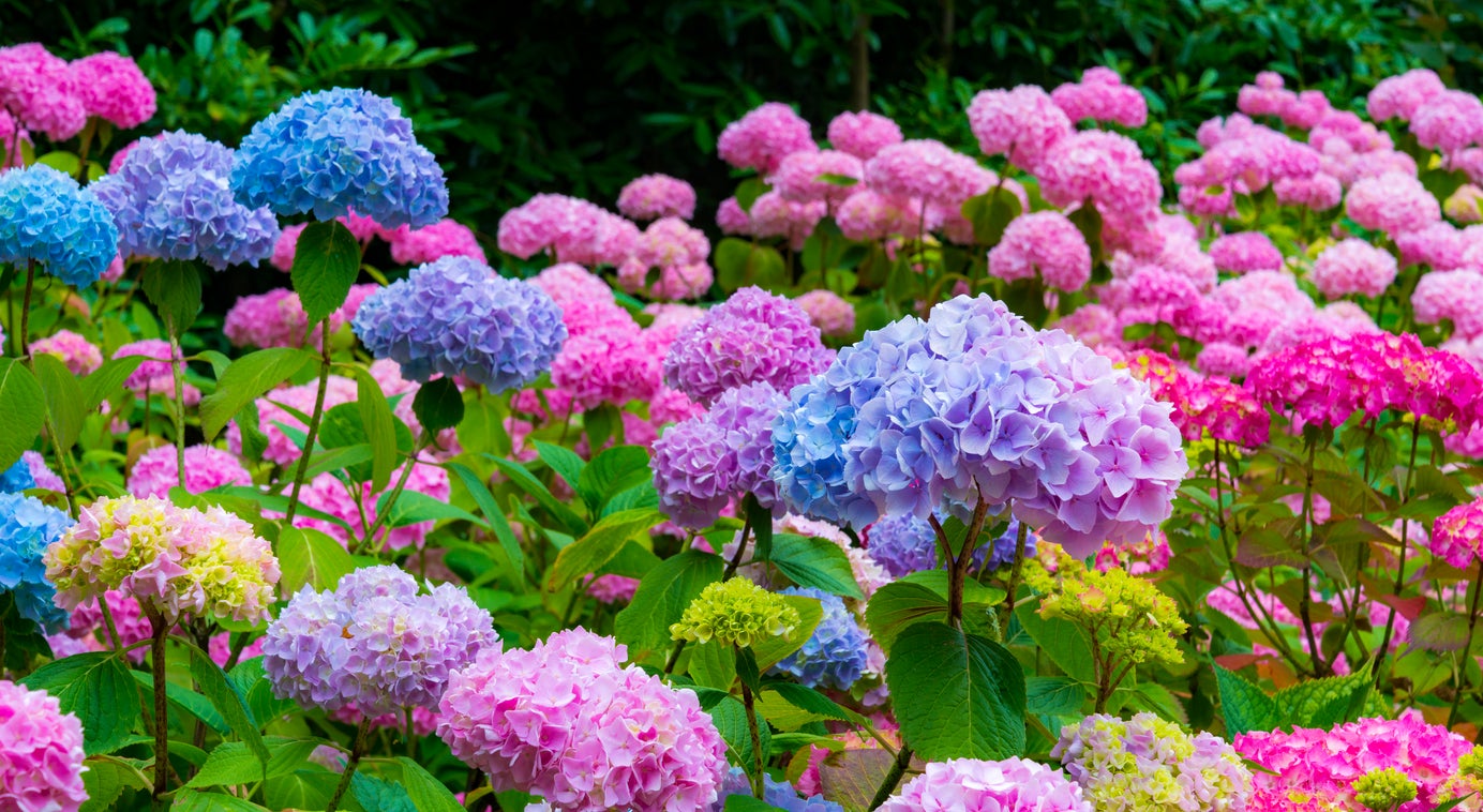 How to Change Hydrangea Color?