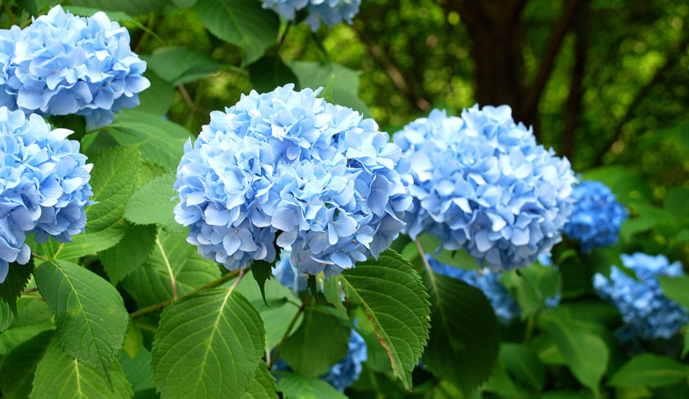 How to Grow and Care for Hydrangeas?